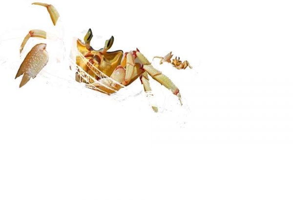 Creation of Revenge of the Crabs ...: Step 6